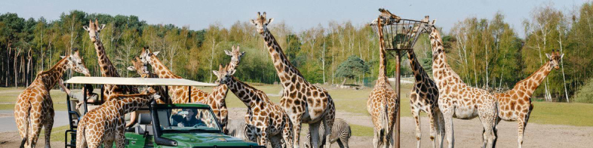 Beekse Bergen Brabante Settentrionale - Hilvarenbeek visuel 7/7