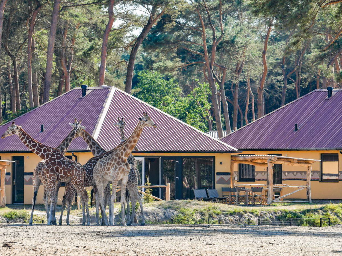 Beekse Bergen Brabante Settentrionale - Hilvarenbeek visuel 2/7