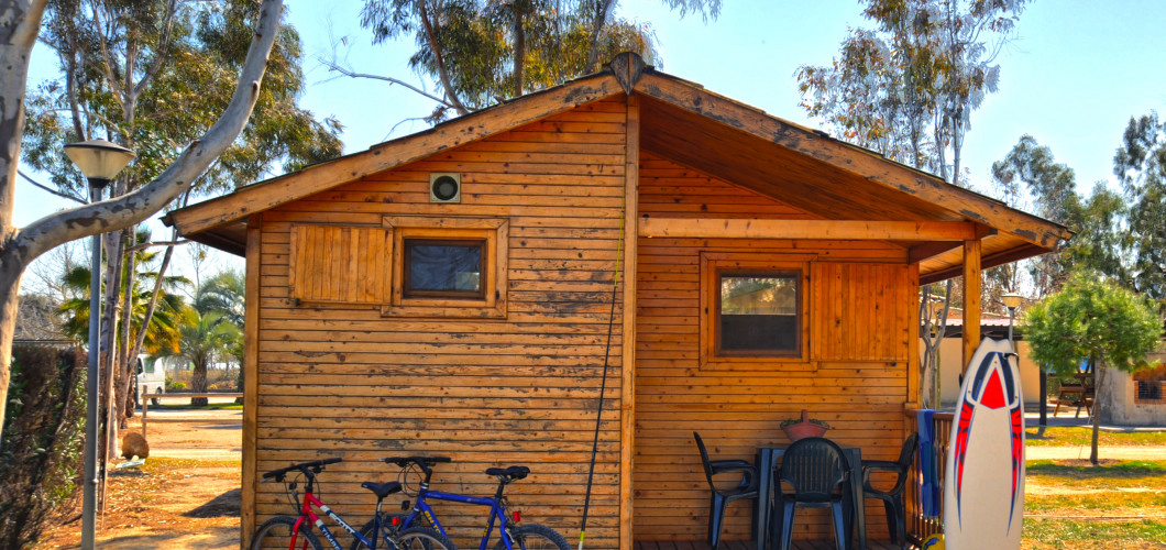 Eucaliptus Catalogna - Amposta visuel 3/3