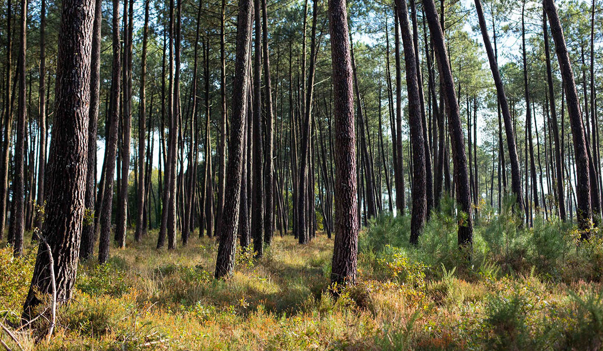 Laha Aquitania - Lesperon visuel 2/3