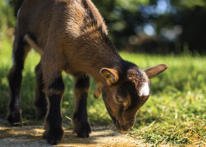 Camping Le Grand Paris Île-de-France - Nesles-la-Vallée visuel 8/12