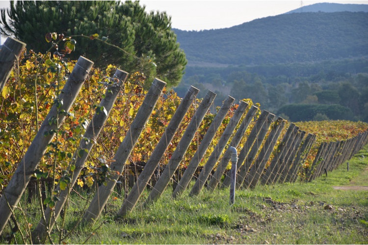 Tenuta Poggio Rosso Toscana - Piombino visuel 5/5