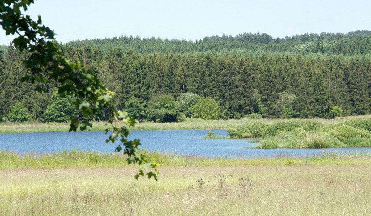 Jungferweiher Renania-Palatinato - ulmen visuel 1/2 Jungferweiher Renania-Palatinato - ulmen visuel 1/2