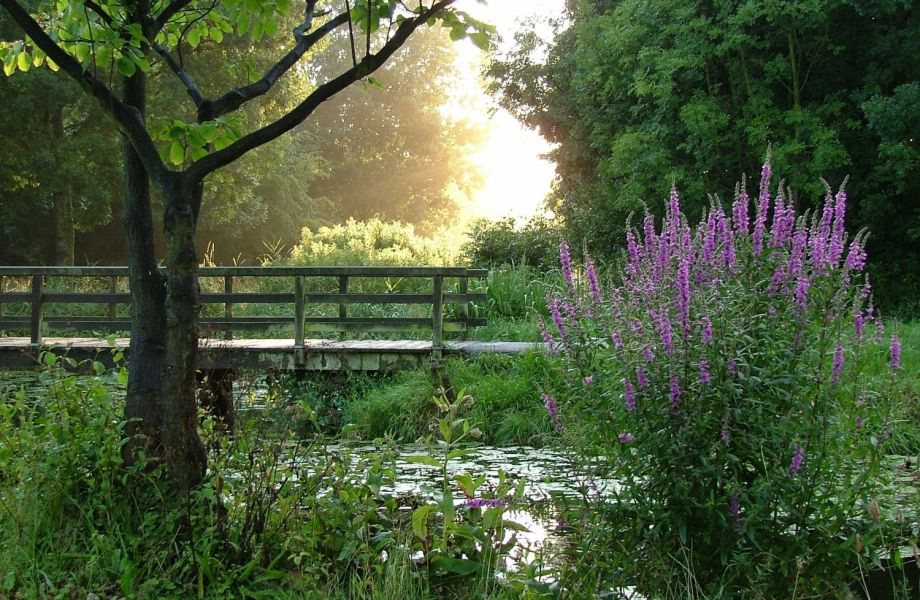 Delftse Hout Olanda Meridionale - delft visuel 5/5