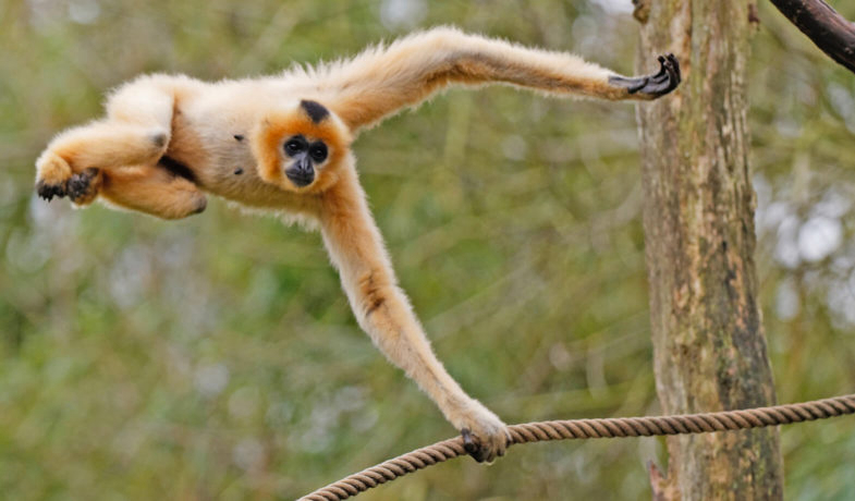 Domaine Parc Sainte Croix Lorena - Rhodes visuel 5/8 Domaine Parc Sainte Croix Lorena - Rhodes visuel 5/8