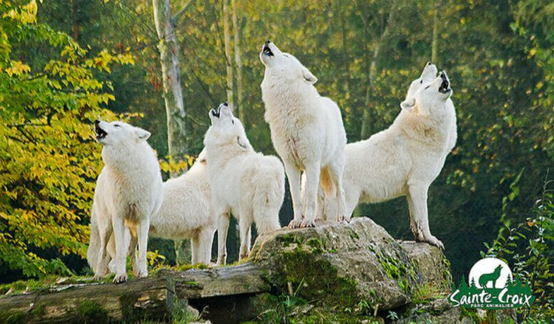 Domaine Parc Sainte Croix Lorena - Rhodes visuel 2/8 Domaine Parc Sainte Croix Lorena - Rhodes visuel 2/8