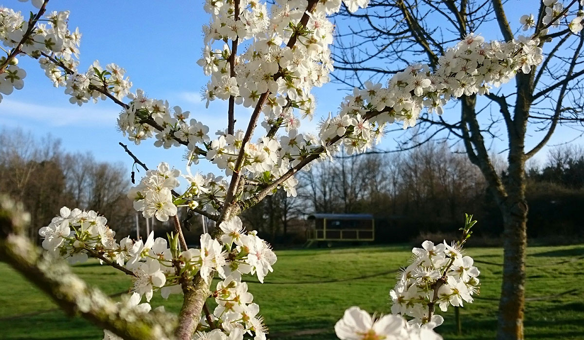 Domaine de la Grangée Centro-Valle della Loira - La Chapelle-Blanche-Saint-Martin visuel 13/14 Domaine de la Grangée Centro-Valle della Loira - La Chapelle-Blanche-Saint-Martin visuel 13/14