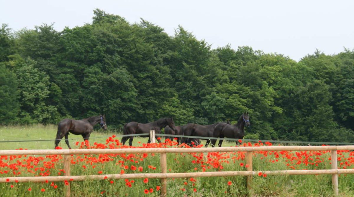Domaine du Cloître Saint-Christophe Lorena - Saint-Mihiel visuel 3/3