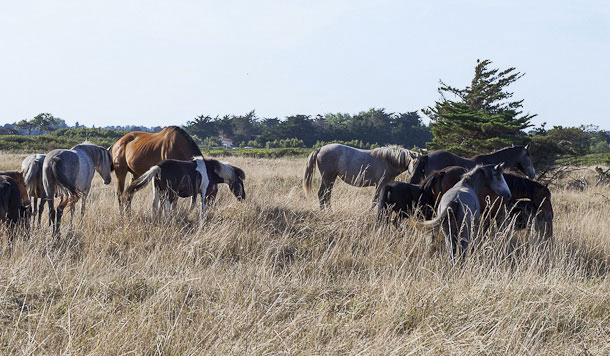 Domaine du Collet Paesi della Loira - Les Moutiers en Retz visuel 13/15 Domaine du Collet Paesi della Loira - Les Moutiers en Retz visuel 13/15