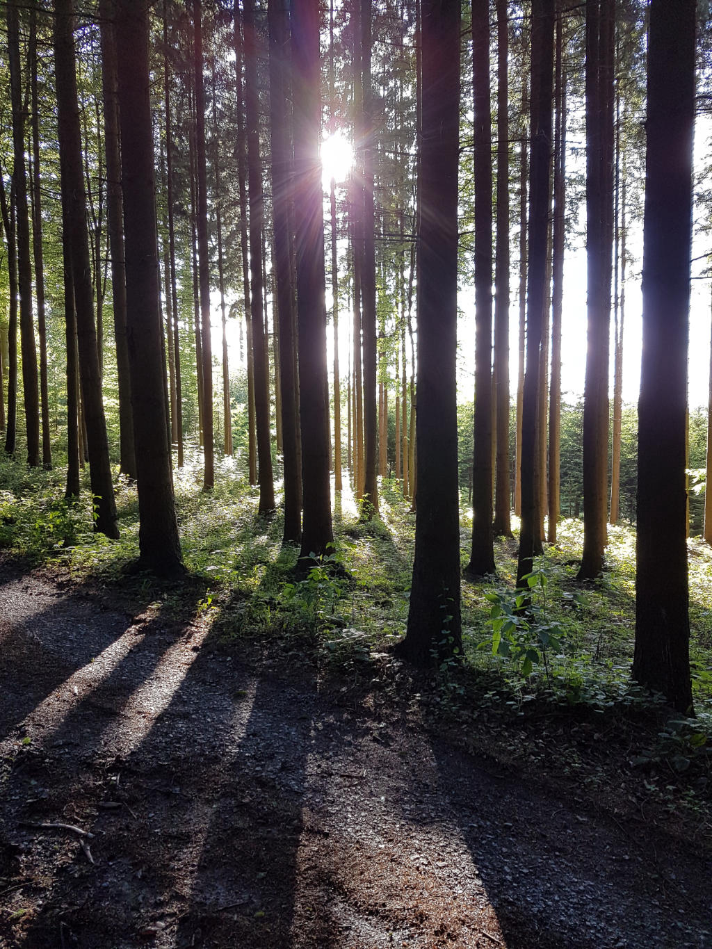 Erbenwald Baden-Württemberg - Neubulach visuel 4/4 Erbenwald Baden-Württemberg - Neubulach visuel 4/4