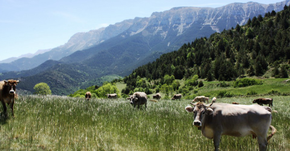 Gran Sol Catalogna - Montferrer visuel 2/2