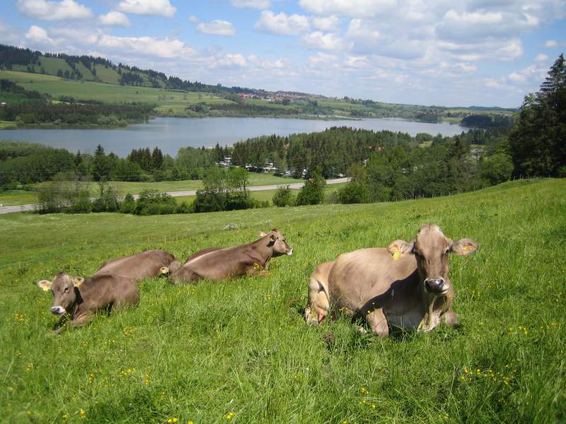 Grüntensee Baviera - Wertach visuel 3/3 Grüntensee Baviera - Wertach visuel 3/3