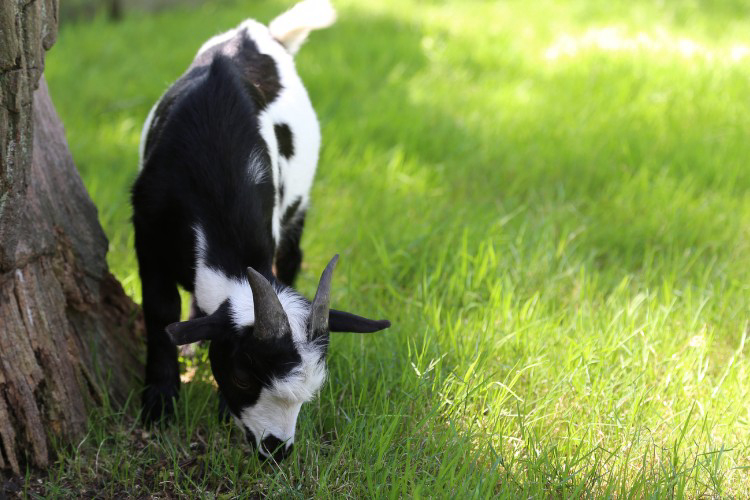 Houtum Anversa - Kasterlee visuel 5/7 Houtum Anversa - Kasterlee visuel 5/7