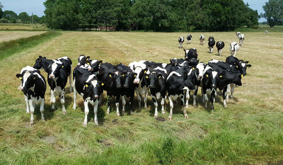 Höpken's Hof & Campingplatz Bassa Sassonia - jade visuel 1/3 Höpken's Hof & Campingplatz Bassa Sassonia - jade visuel 1/3