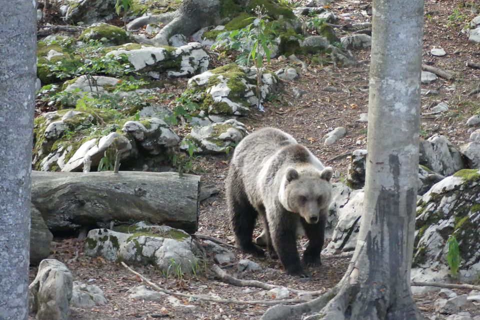 Kmetija na Meji Carniola interna - Pivka visuel 3/3