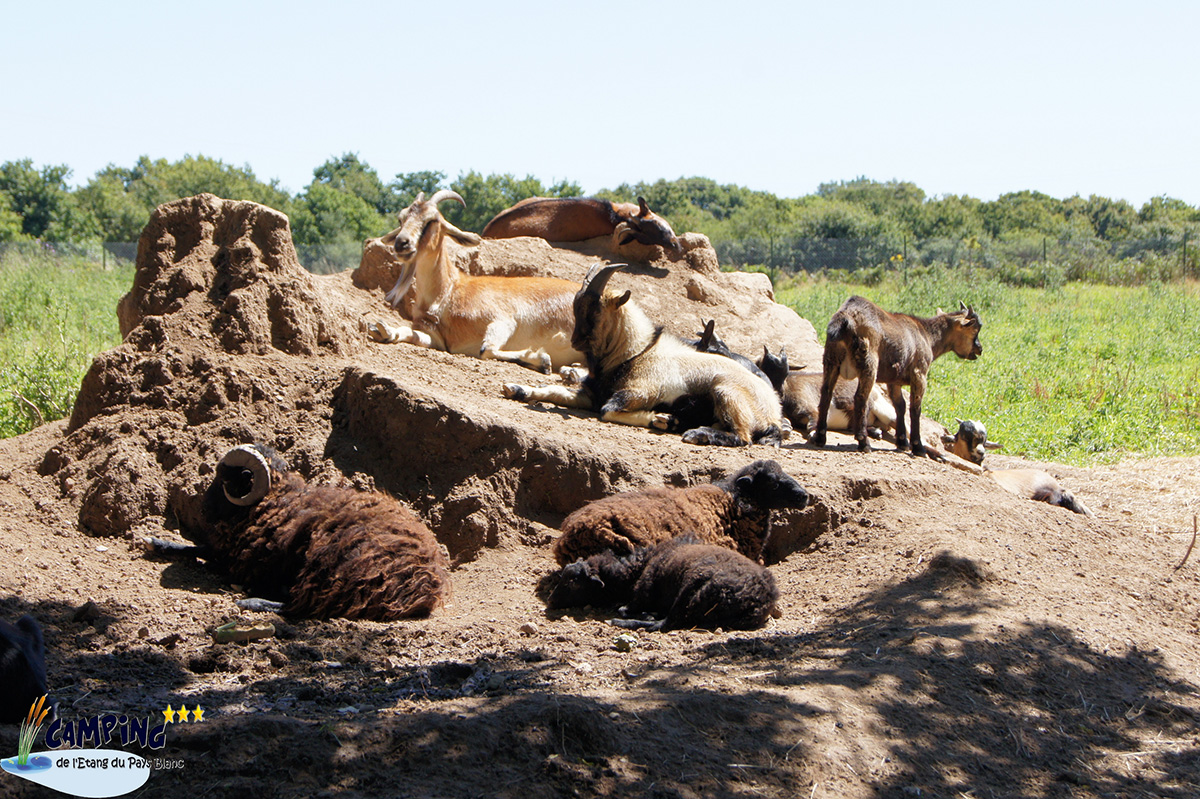 L'Etang du Pays Blanc Paesi della Loira - Guérande visuel 23/26