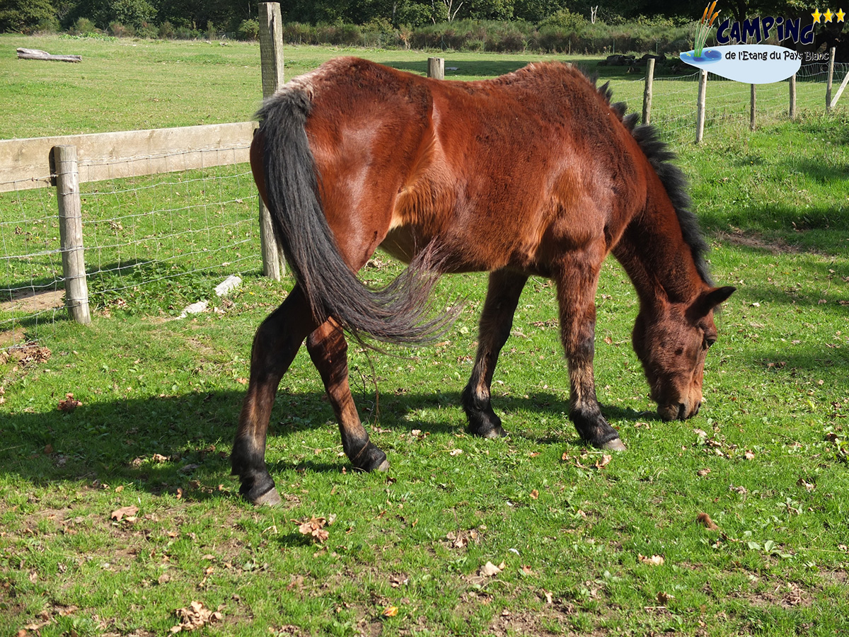 L'Etang du Pays Blanc Paesi della Loira - Guérande visuel 24/26