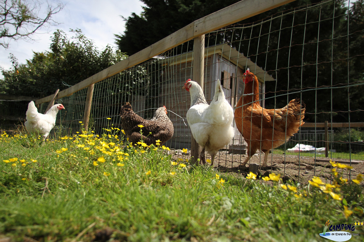 L'Etang du Pays Blanc Paesi della Loira - Guérande visuel 25/26