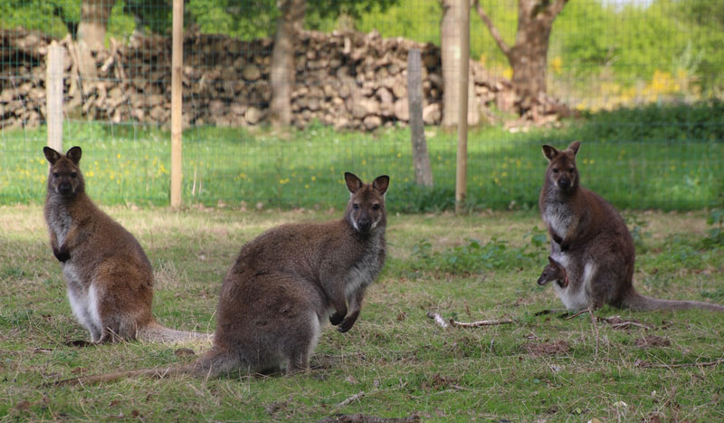 L'Etang du Pays Blanc Paesi della Loira - Guérande visuel 13/26
