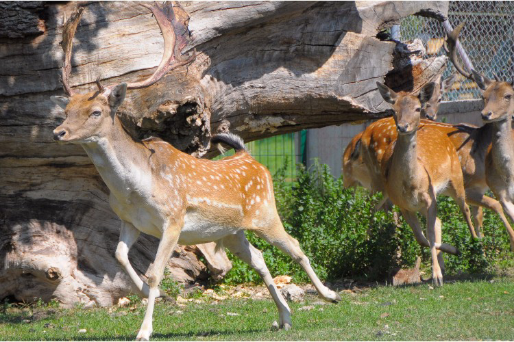 La Borda d'Arnaldet Aragona - Sesué visuel 6/7