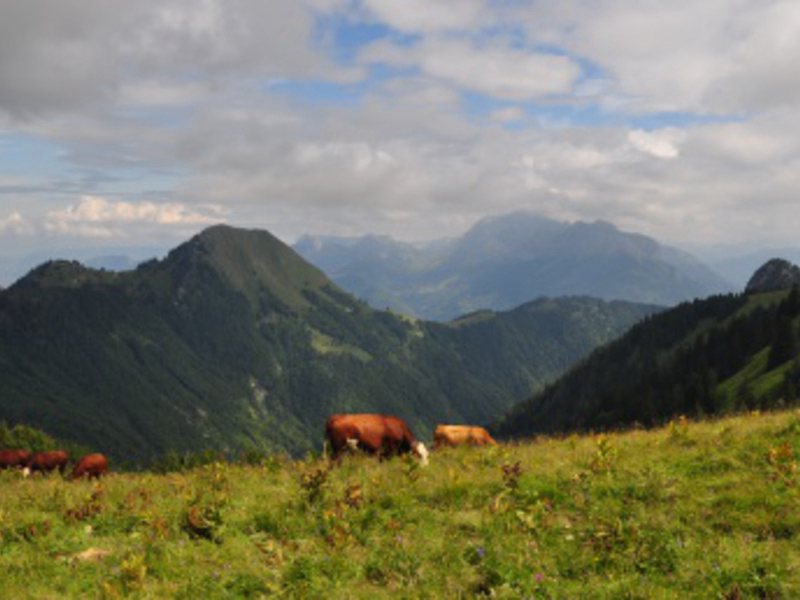 La Bruyere Rodano-Alpi - Saint-Jean-de-Couz visuel 6/6