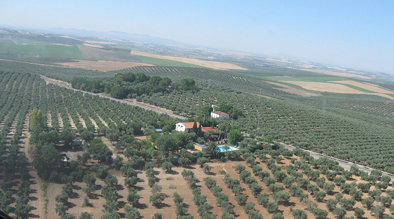 La Campiña Andalusia - Santaella visuel 3/3
