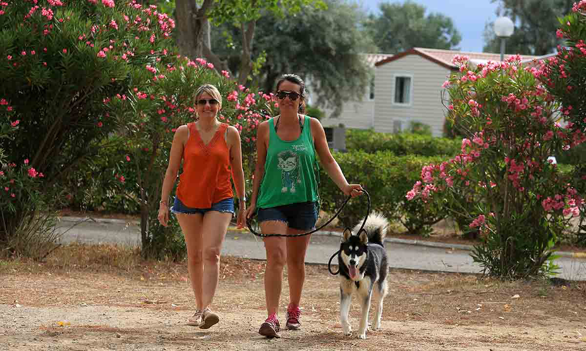 Campéole La Côte des Roses Linguadoca-Rossiglione - Narbonne-Plage visuel 26/41