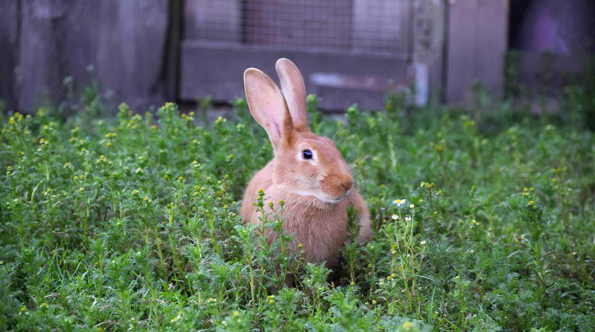 La Ferme de Penquelen Huella Bretagna - Scaër visuel 2/3