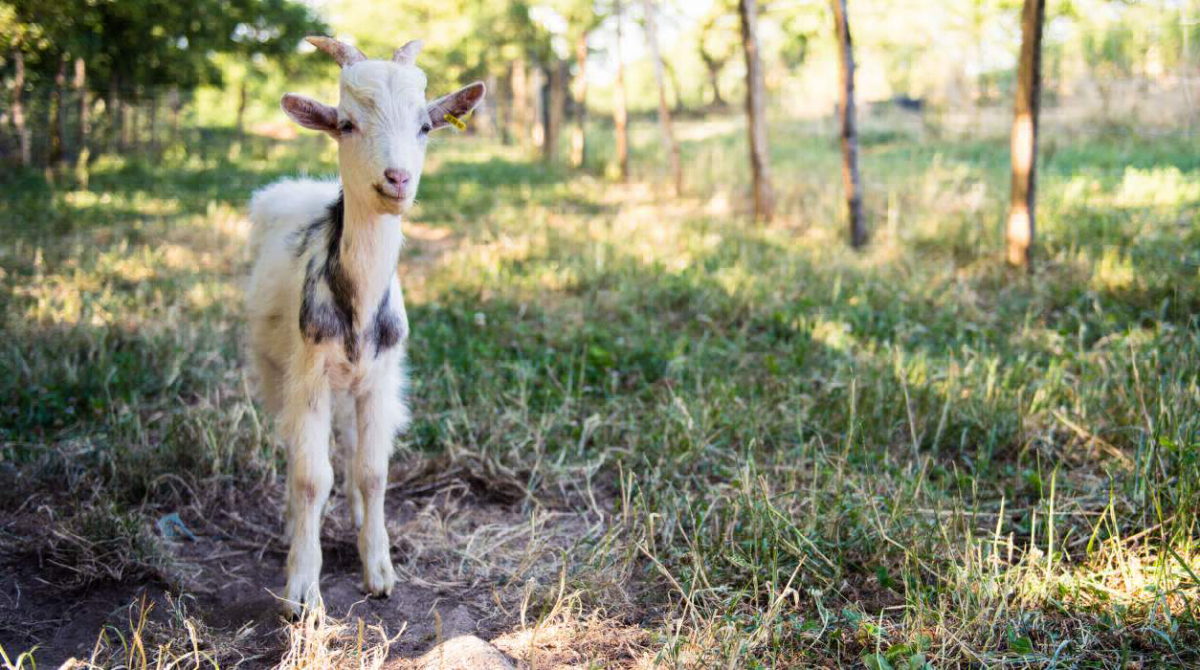 La Ferme de Penquelen Huella Bretagna - Scaër visuel 3/3