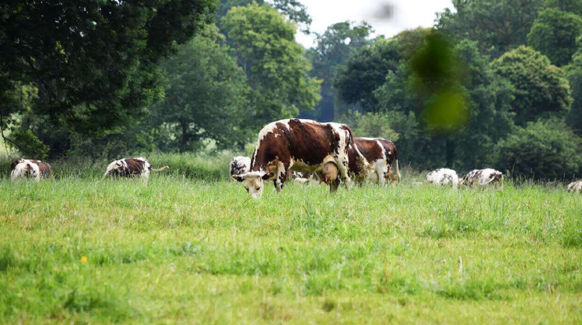 La Ferme de la Moriciere Bassa Normandia - Sartilly visuel 5/5