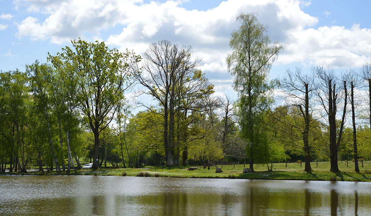 La Lande Limosino - Nexon visuel 6/10 La Lande Limosino - Nexon visuel 6/10