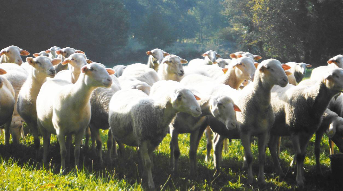 La ferme des Champeaux Limosino - Saint-Amand-le-Petit visuel 4/5