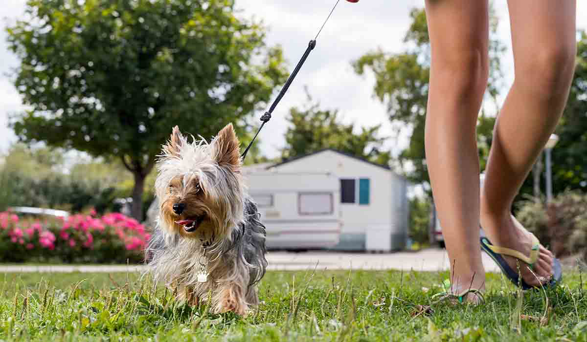 Lac d'Orient Champagne-Ardenne - Mesnil-Saint-Père visuel 7/15 Lac d'Orient Champagne-Ardenne - Mesnil-Saint-Père visuel 7/15