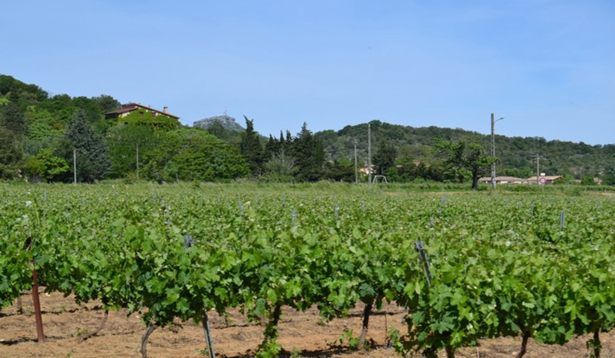 Le Casque Roi Rodano-Alpi - Salavas visuel 7/9