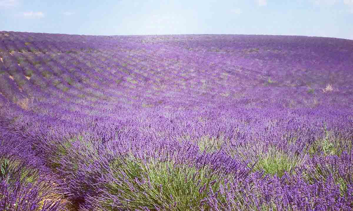 Le Jas du Moine Provenza-Alpi-Costa Azzurra - Salignac visuel 12/12
