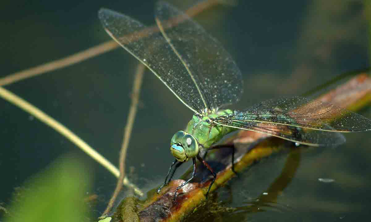 Le Lidon Poitou-Charentes - Saint-Hilaire-la-Palud visuel 17/20