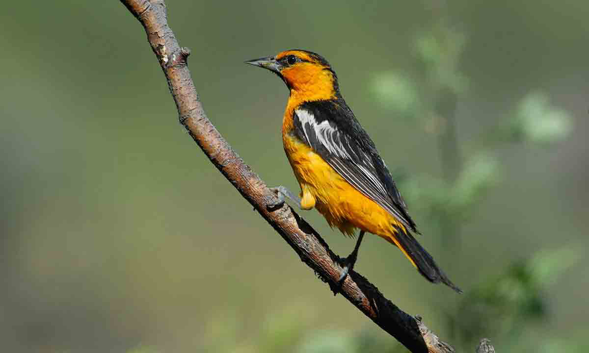 Le Lidon Poitou-Charentes - Saint-Hilaire-la-Palud visuel 16/20
