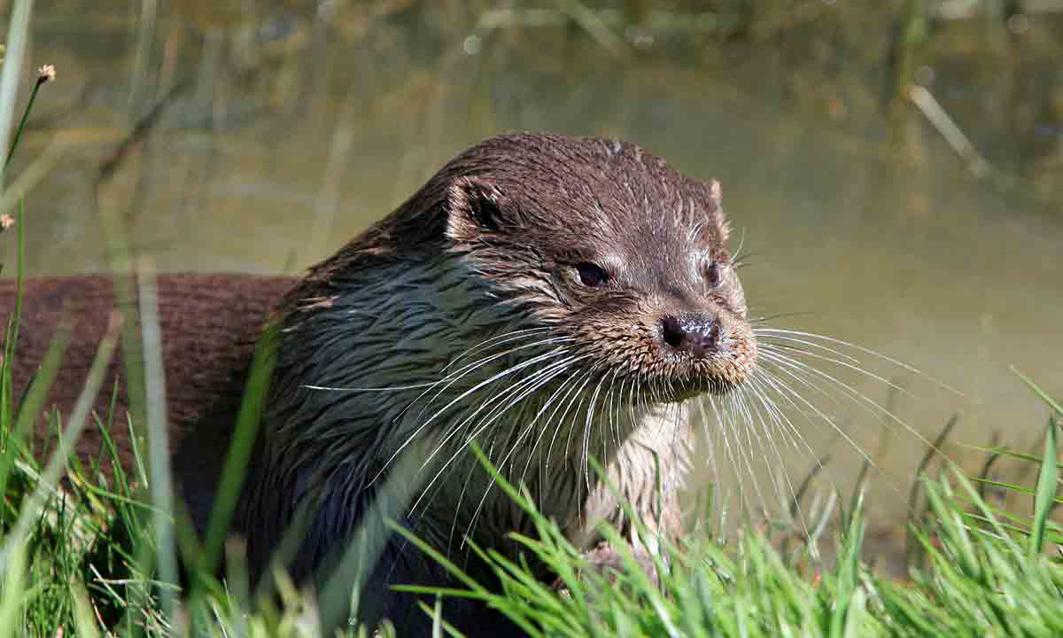Le Lidon Poitou-Charentes - Saint-Hilaire-la-Palud visuel 18/20
