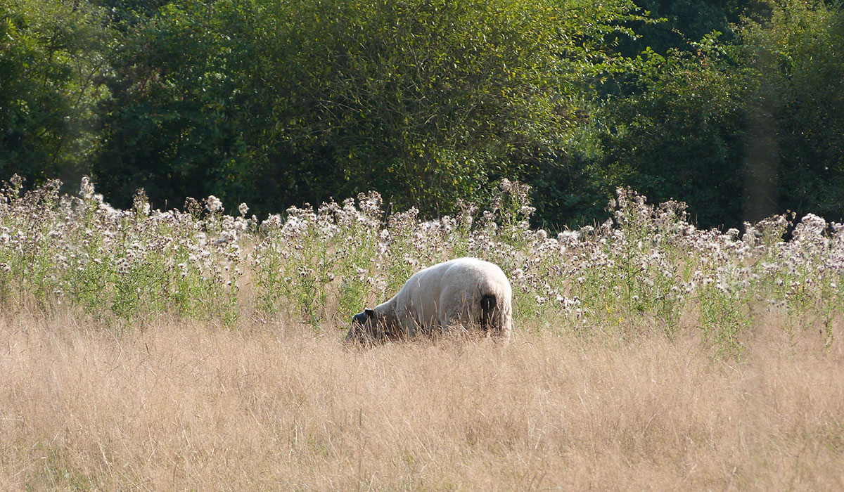 Le Picard Bassa Normandia - Tournières visuel 8/11