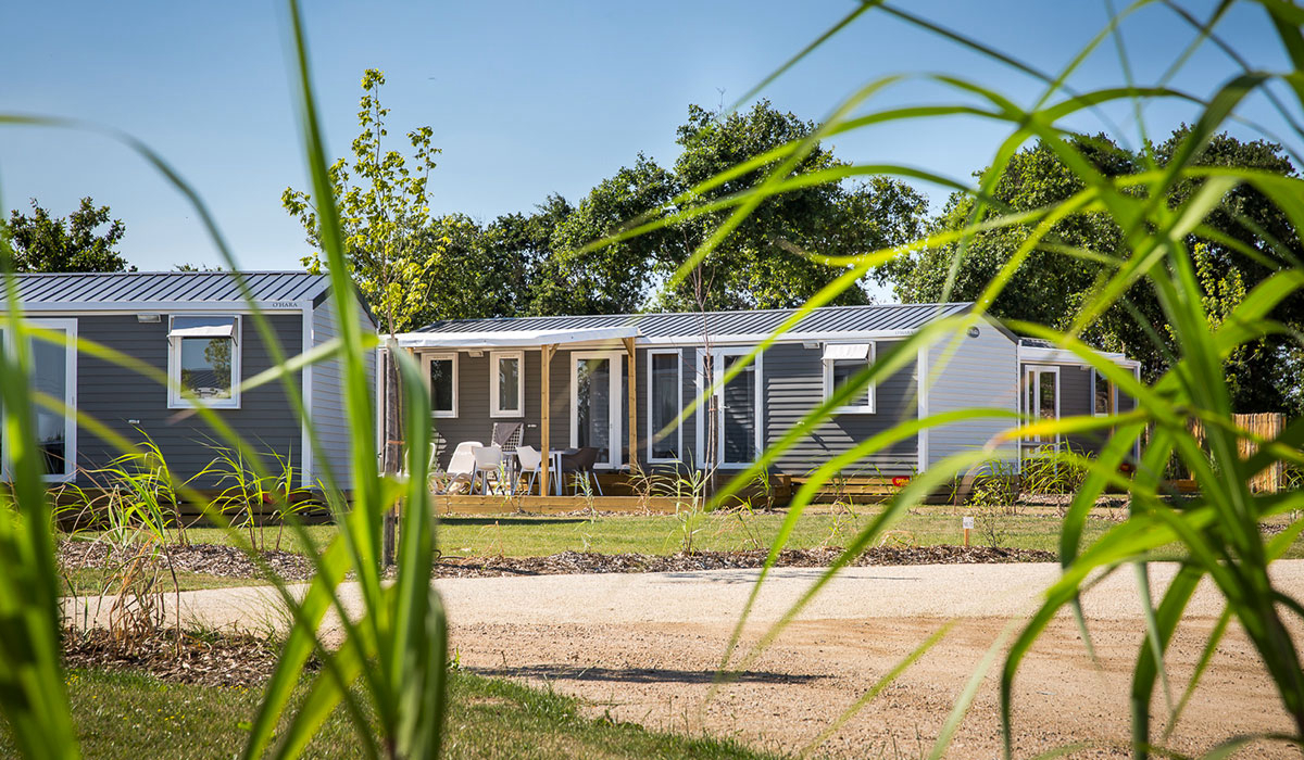 Le Pin Parasol Paesi della Loira - La Chapelle Hermier visuel 31/33 Le Pin Parasol Paesi della Loira - La Chapelle Hermier visuel 31/33