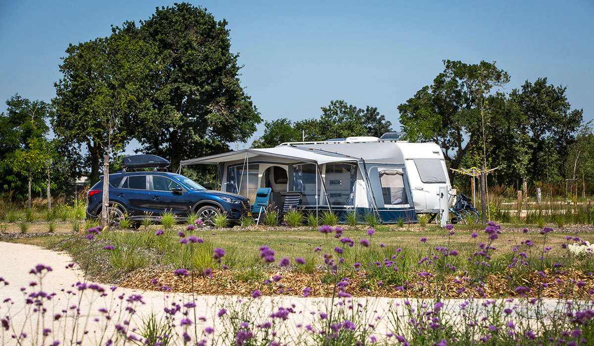 Le Pin Parasol Paesi della Loira - La Chapelle Hermier visuel 30/33 Le Pin Parasol Paesi della Loira - La Chapelle Hermier visuel 30/33
