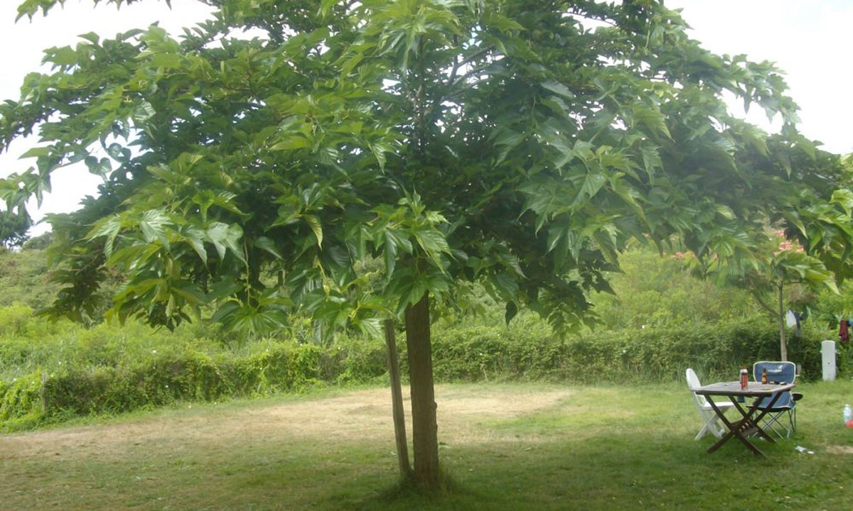Les Amis de la Nature Paesi della Loira - Piriac-sur-Mer visuel 2/3