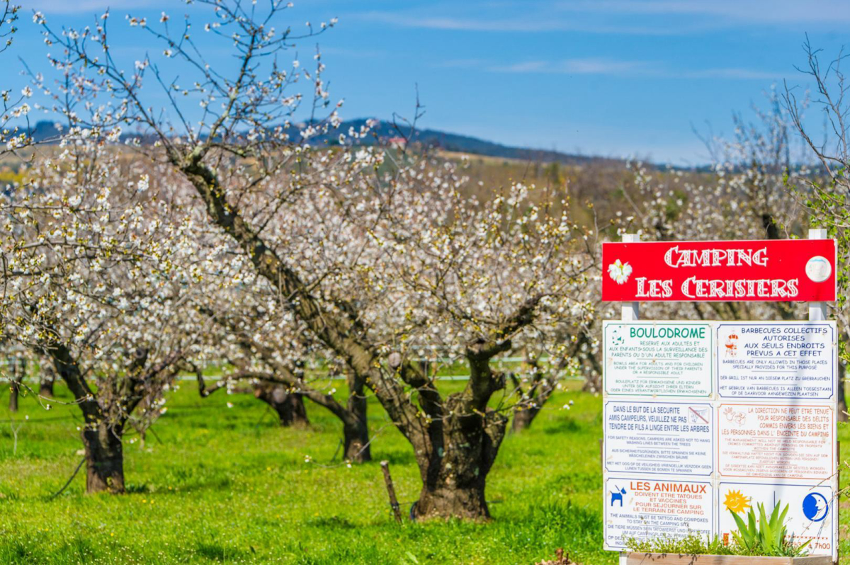 Les Cerisiers Linguadoca-Rossiglione - Céret visuel 4/4