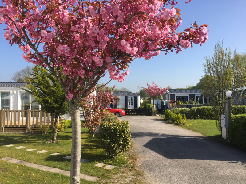 Les Cerisiers Nord-Passo di Calais - Verton visuel 2/7 Les Cerisiers Nord-Passo di Calais - Verton visuel 2/7