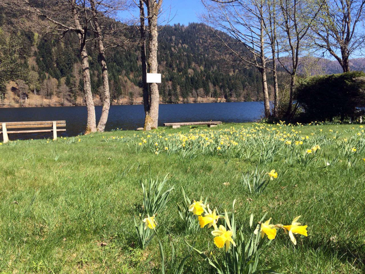 Les Jonquilles Lorena - Xonrupt-Longemer visuel 1/1