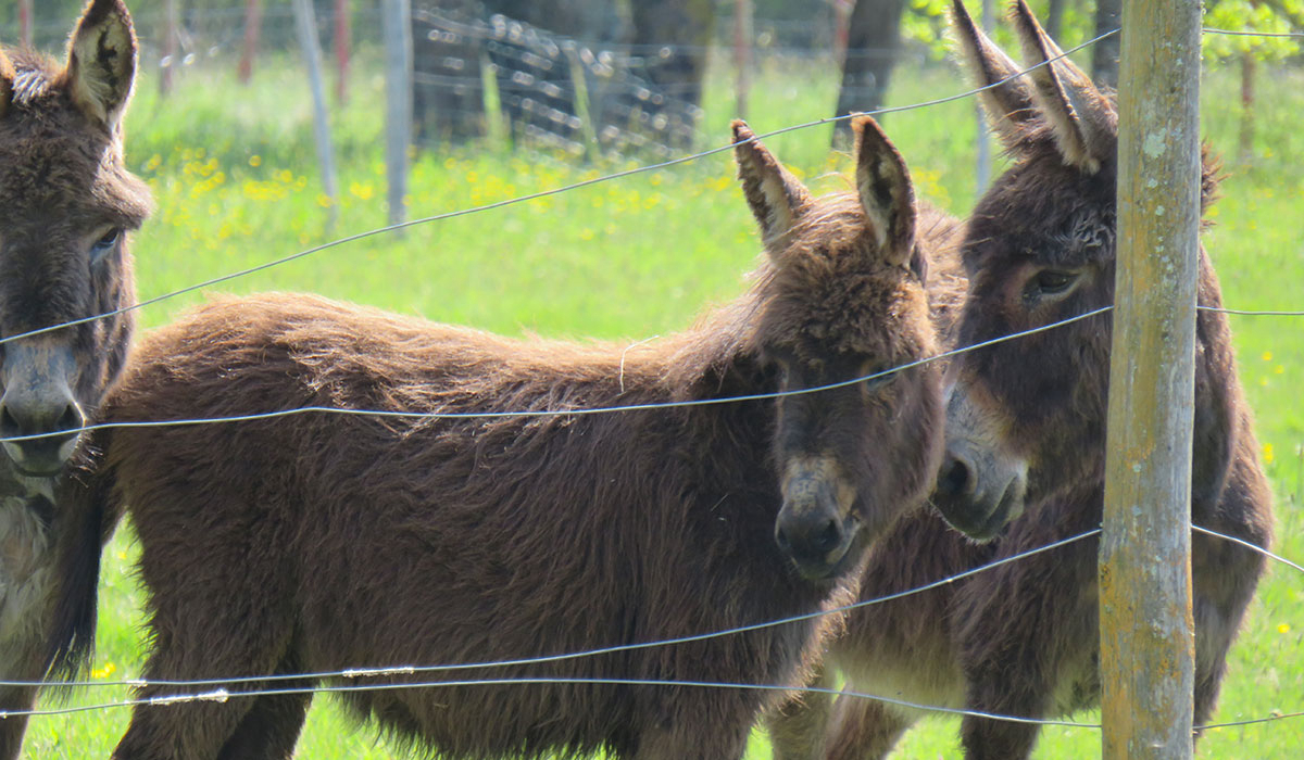 Les P'tites Maisons dans la Prairie Paesi della Loira - Sallertaine visuel 8/20 Les P'tites Maisons dans la Prairie Paesi della Loira - Sallertaine visuel 8/20