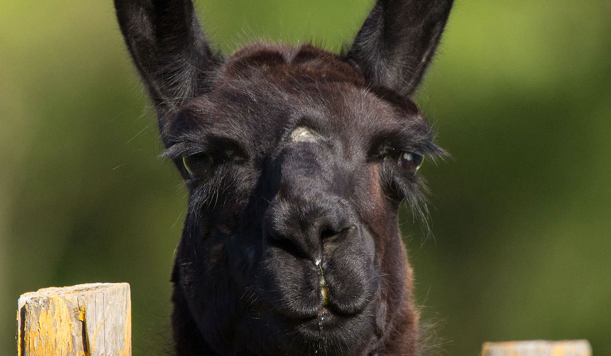 Les P'tites Maisons dans la Prairie Paesi della Loira - Sallertaine visuel 7/20 Les P'tites Maisons dans la Prairie Paesi della Loira - Sallertaine visuel 7/20