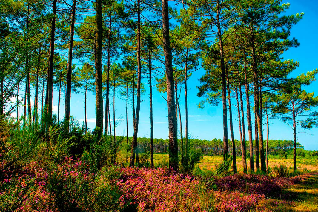 Les Vignes Aquitania - Lit-et-Mixe visuel 8/22