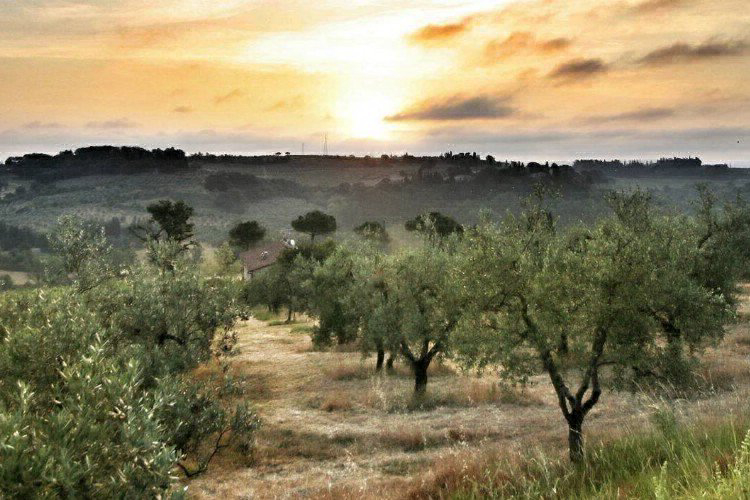 Panorama del Chianti Toscana - Certaldo visuel 2/7