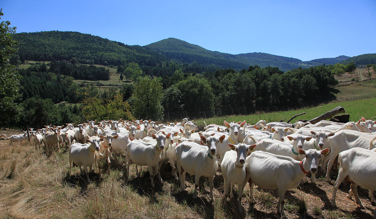 Pierrageai Rodano-Alpi - Saint-Félicien visuel 9/10